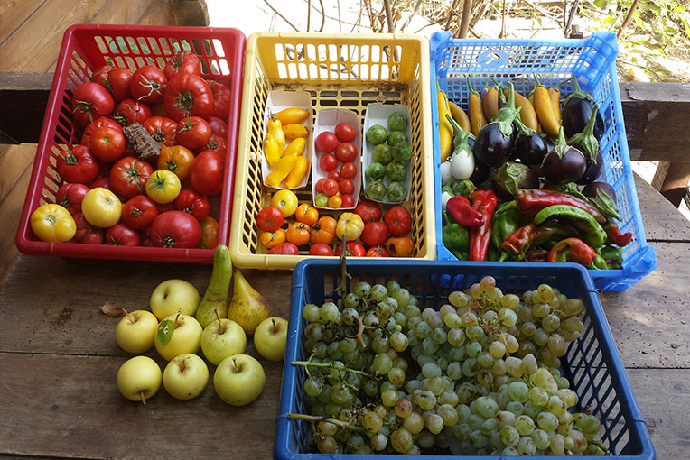 fruits-corse-u-pignottu