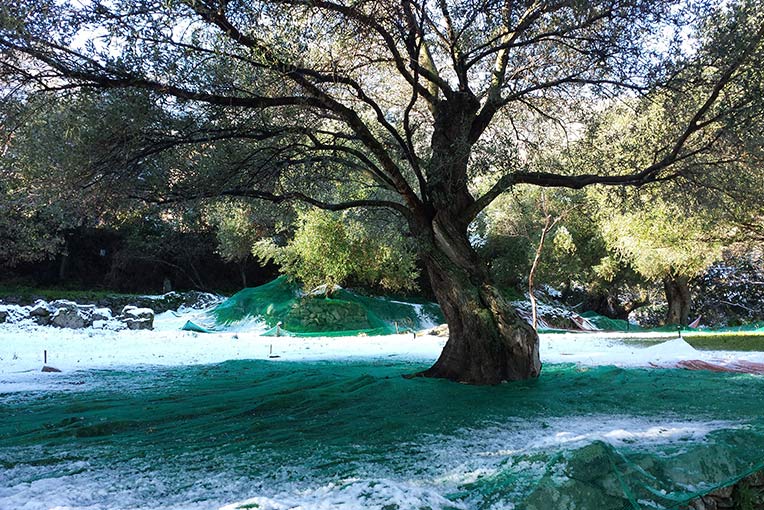 olives-corse3
